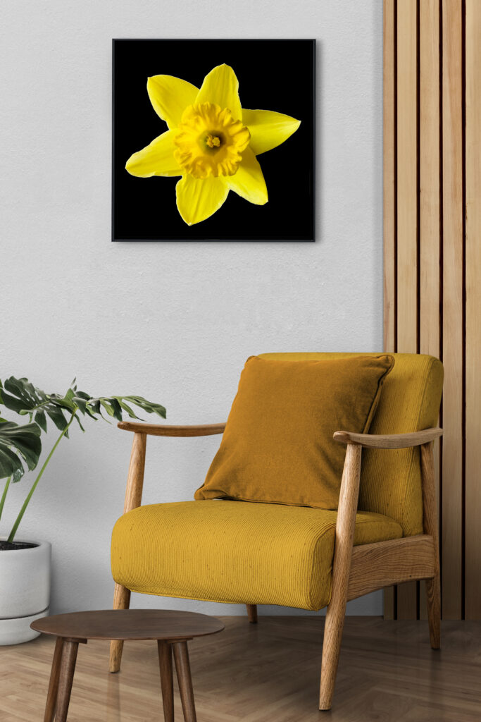 Print Daffofils by Nadia Rabhi